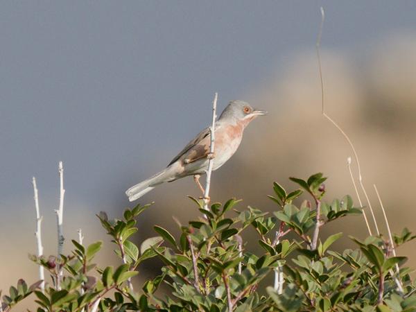 <h3><a href="/trips/kreta/biota/animalia/chordata/aves/passeriformes/sylviidae/curruca cantillans/curruca cantillans-nl.html">Curruca&nbsp;cantillans</a> / Eastern&nbsp;subalpine&nbsp;warbler / Balkanbaardgrasmus</h3>OM-1 Mark II met OLYMPUS M.150-400mm F4.5, 1/2000 sec  bij F4.5, ISO 320, afstand 26.6&nbsp;m